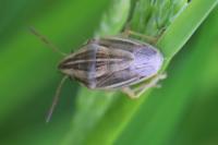 Aelia acuminata