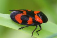Cercopis vulnerata