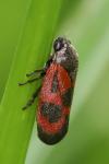 Haematoloma dorsata