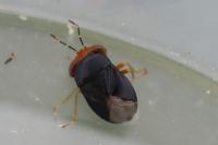 Geocoris erythrocephalus