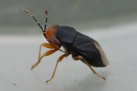 Geocoris erythrocephalus