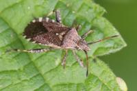 Ceraleptus gracilicornis