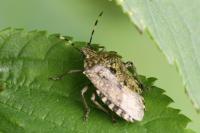 Rhaphigaster nebulosa