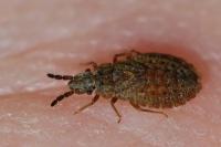 Aradus cinnamomeus
