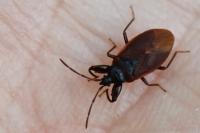 Gastrodes grossipes