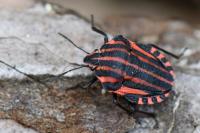 Graphosoma italicum