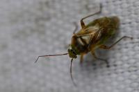 Lygus pratensis