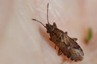 Orsillus depressus