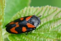Cercopis vulnerata