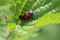 Cercopis vulnerata