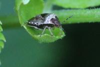 Stagonomus venustissimus