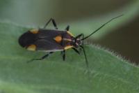 Capsodes flavomarginatus