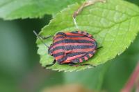 Graphosoma italicum