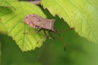Coreus marginatus