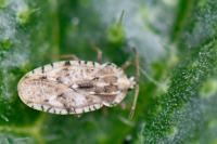 Tingis cardui