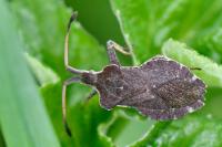 Enoplops scapha