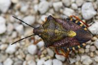 Carpocoris purpureipennis