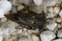 Centrotus cornutus