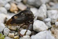 Centrotus cornutus