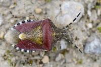 Dolycoris baccarum