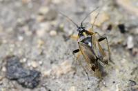 Harpocera thoracica
