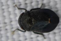 Penthimia nigra