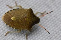 Peribalus strictus