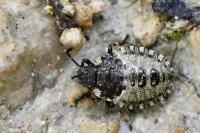 Pentatoma rufipes