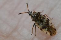 Tingis cardui