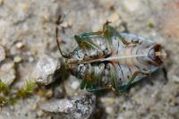 Elasmucha grisea