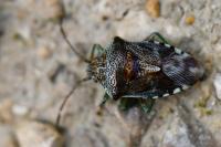 Elasmucha grisea