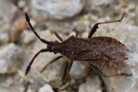 Coriomeris denticulatus