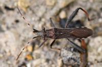 Camptopus lateralis