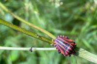 Graphosoma italicum