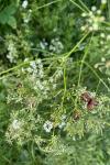 Graphosoma italicum