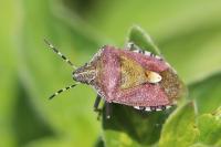 Dolycoris baccarum