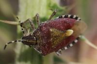 Dolycoris baccarum