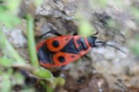 Pyrrhocoris apterus