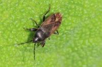 Megalonotus