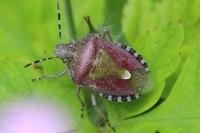 Dolycoris baccarum