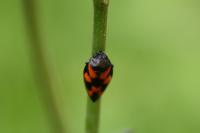 Cercopis vulnerata