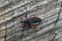 Rhynocoris annulatus