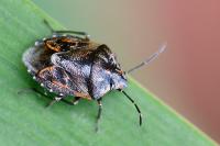 Holcogaster fibulata
