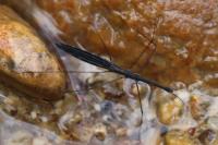 Hydrometra stagnorum
