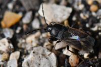 Megalonotus emarginatus