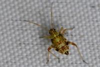 Rhabdomiris striatellus