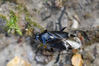 Harpocera thoracica