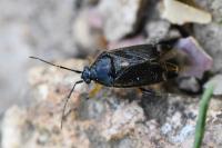 Harpocera thoracica