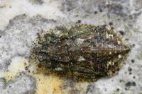 Ledra aurita