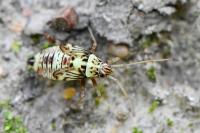 Rhabdomiris striatellus